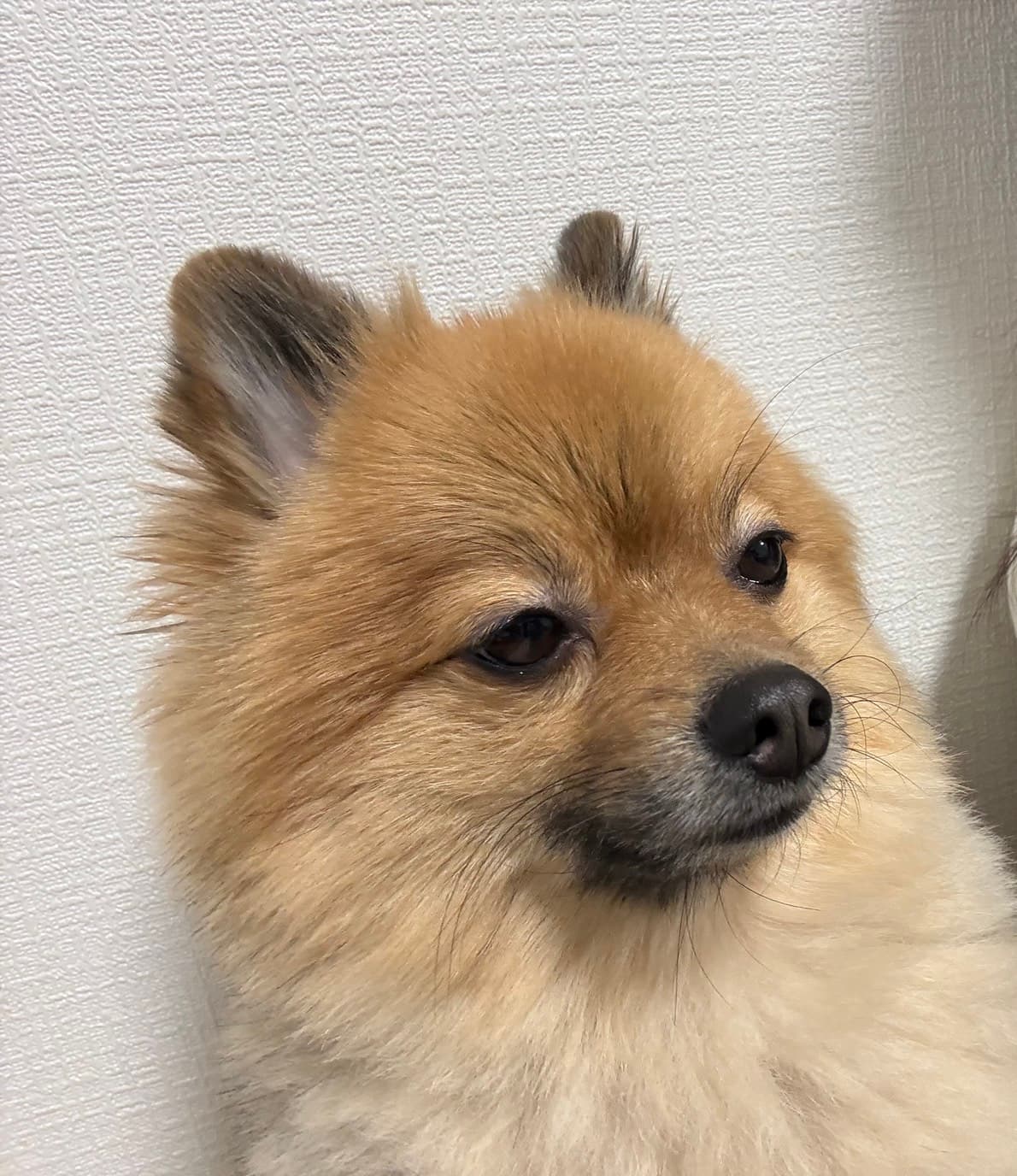 旅行中に愛犬を実家に預けたら帰宅後に体調を崩した話
