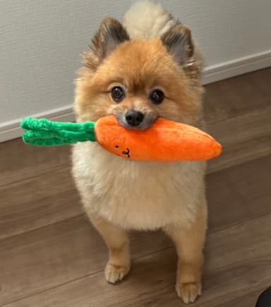 我が家のポメラニアン