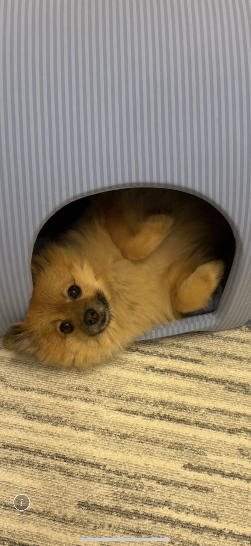 安心しているむく
